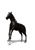 cheval.gif (11483 octets)